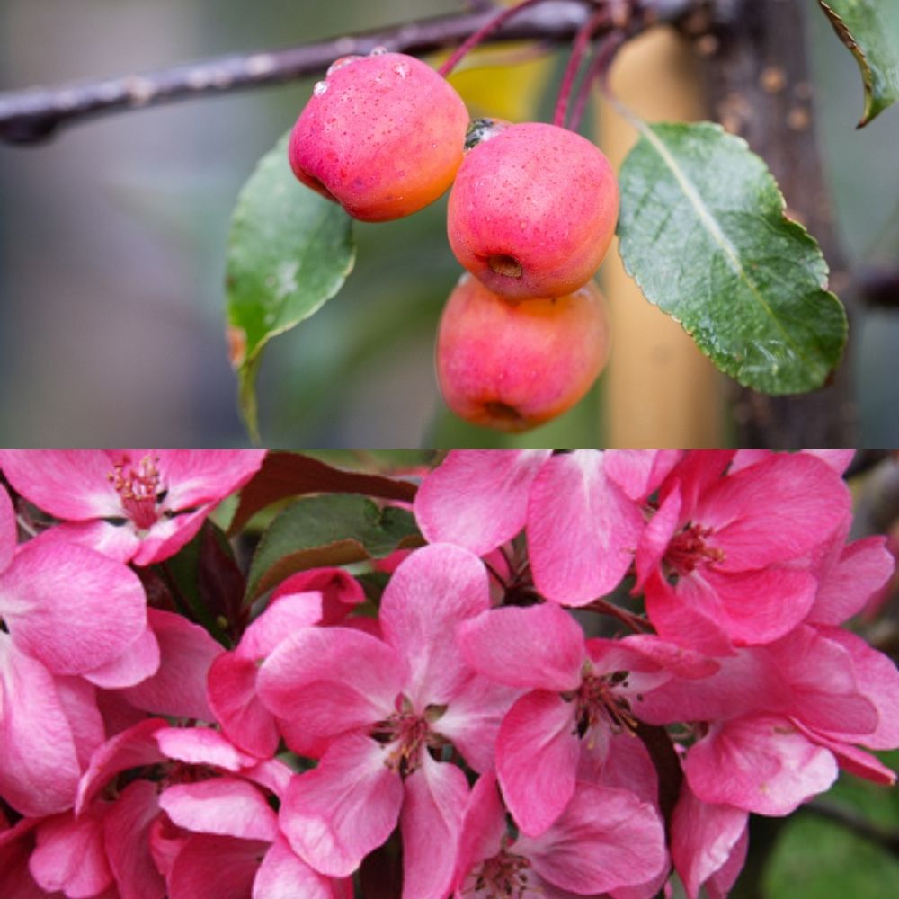 Crab Apple 'Rudolf' 12Ltr Pot