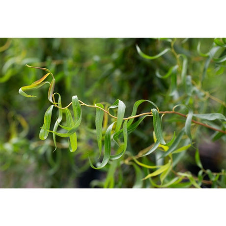 Salix erythroflexuosa ‘Golden Curls’ Willow Tree - 12Ltr Pot - Old Railway Line Garden Centre