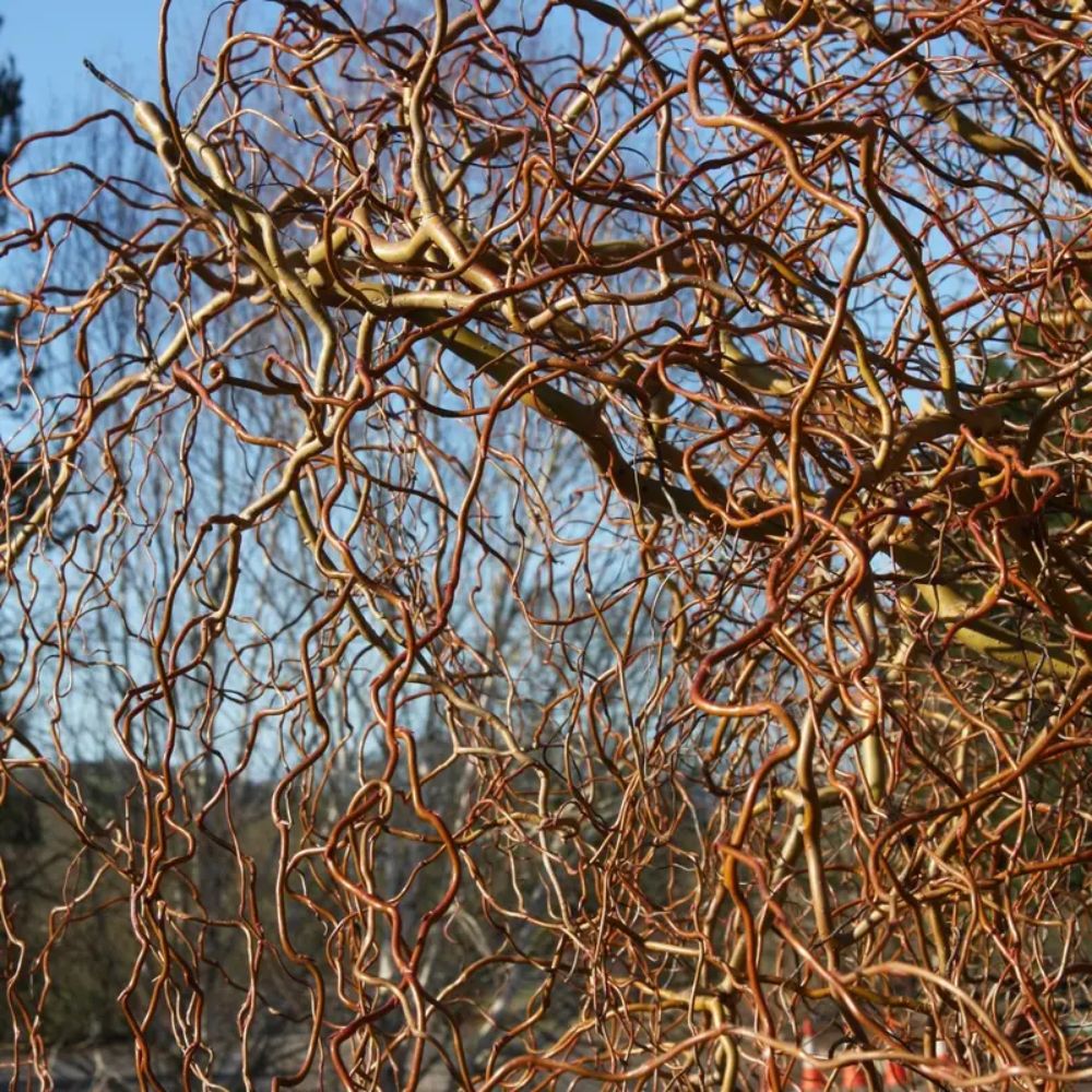 Salix erythroflexuosa ‘Golden Curls’ Willow Tree - 12Ltr Pot