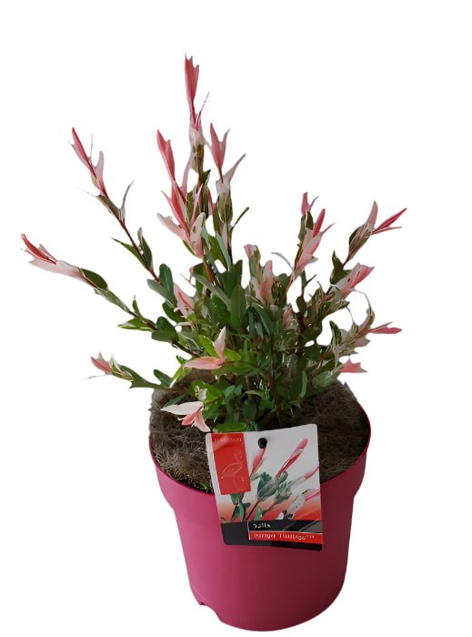 Salix Flamingo Bush 2Ltr Pink Pot - Old Railway Line Garden Centre
