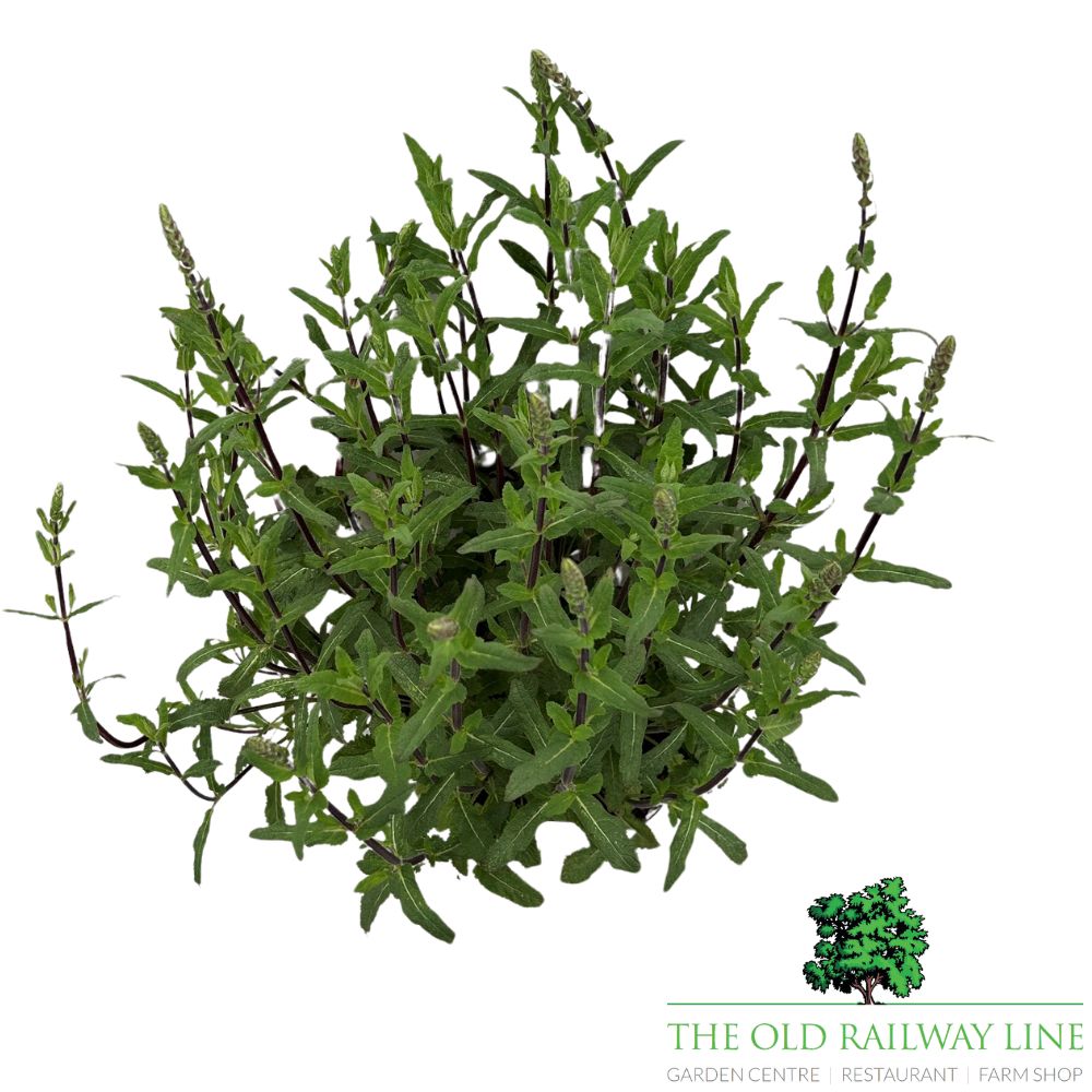 Salvia 'Caradonna' Plant - 5Ltr Pot