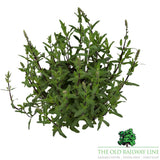 Salvia 'Caradonna' Plant - 5Ltr Pot