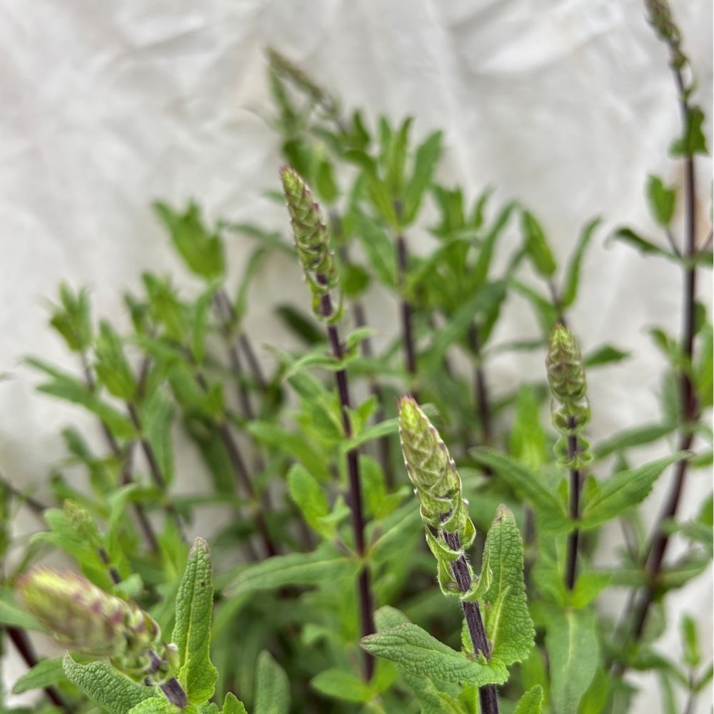 Salvia 'Caradonna' Plant - 5Ltr Pot