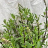Salvia 'Caradonna' Plant - 5Ltr Pot