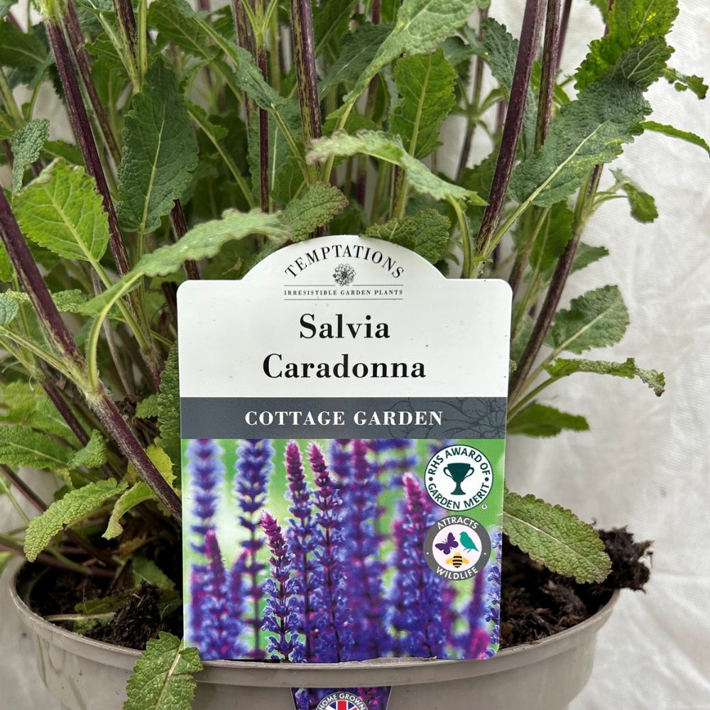 Salvia 'Caradonna' Plant - 5Ltr Pot