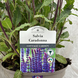 Salvia 'Caradonna' Plant - 5Ltr Pot