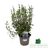 Salvia 'Caradonna' Plant - 5Ltr Pot