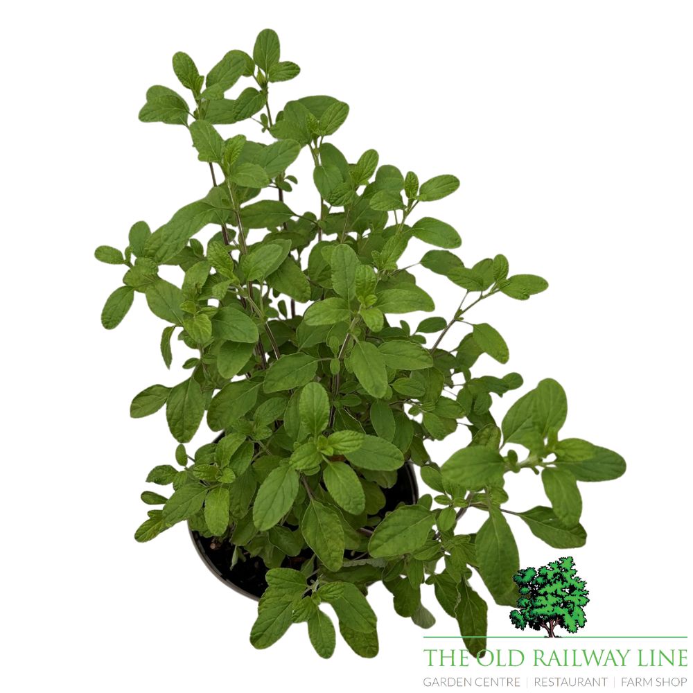 Salvia 'Cool Cream' Plant - 2Ltr Pot