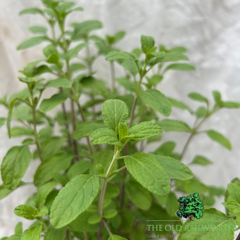 Salvia 'Cool Cream' Plant - 2Ltr Pot