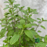 Salvia 'Cool Cream' Plant - 2Ltr Pot