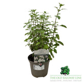 Salvia 'Cool Cream' Plant - 2Ltr Pot