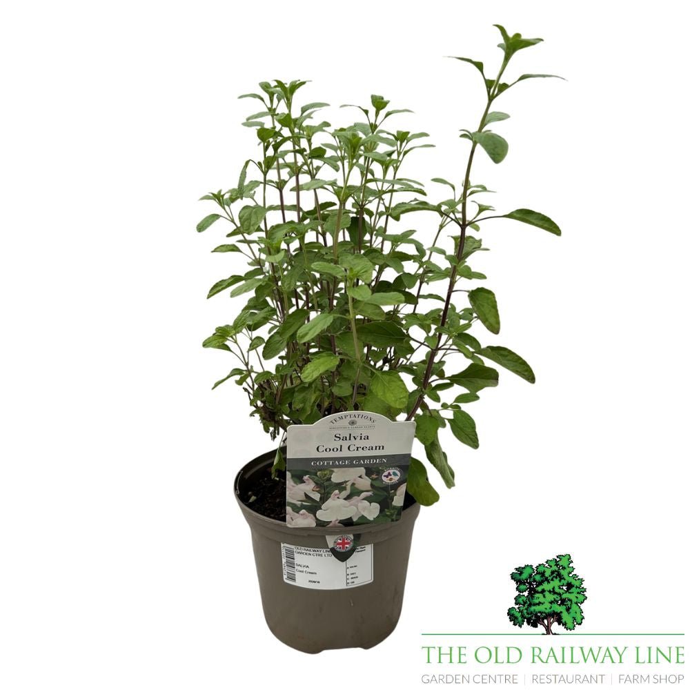 Salvia 'Cool Cream' Plant - 2Ltr Pot - Old Railway Line Garden Centre