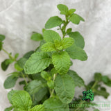 Salvia 'Cool Violet' Plant - 2Ltr Pot