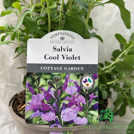Salvia 'Cool Violet' Plant - 2Ltr Pot