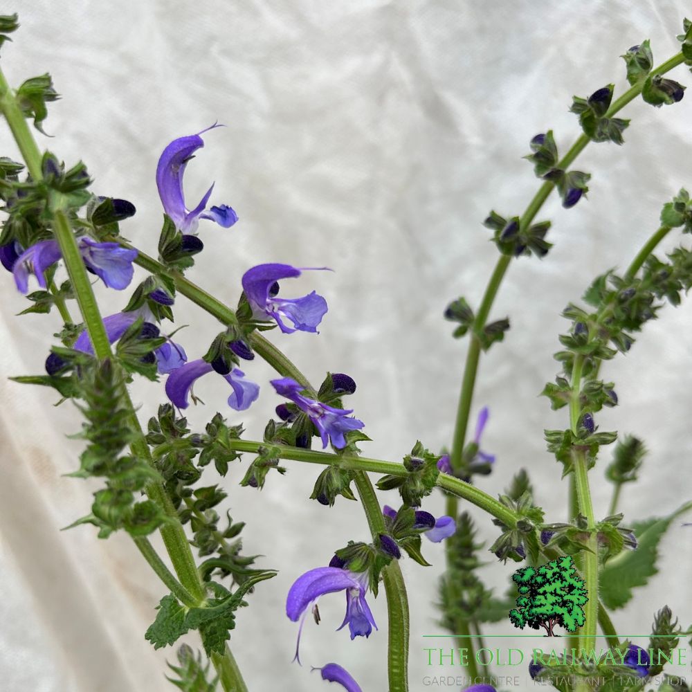 Salvia 'Fashionista 'Evening Attire' Plant - 2Ltr Pot
