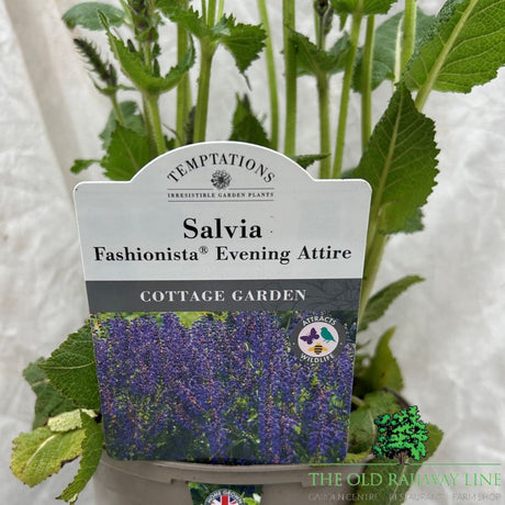 Salvia 'Fashionista 'Evening Attire' Plant - 2Ltr Pot