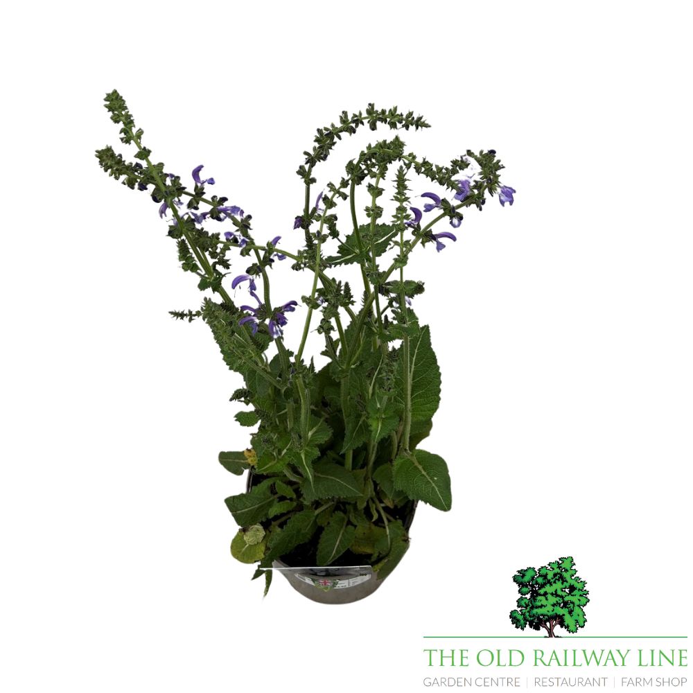 Salvia 'Fashionista 'Evening Attire' Plant - 2Ltr Pot