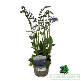 Salvia 'Fashionista 'Evening Attire' Plant - 2Ltr Pot