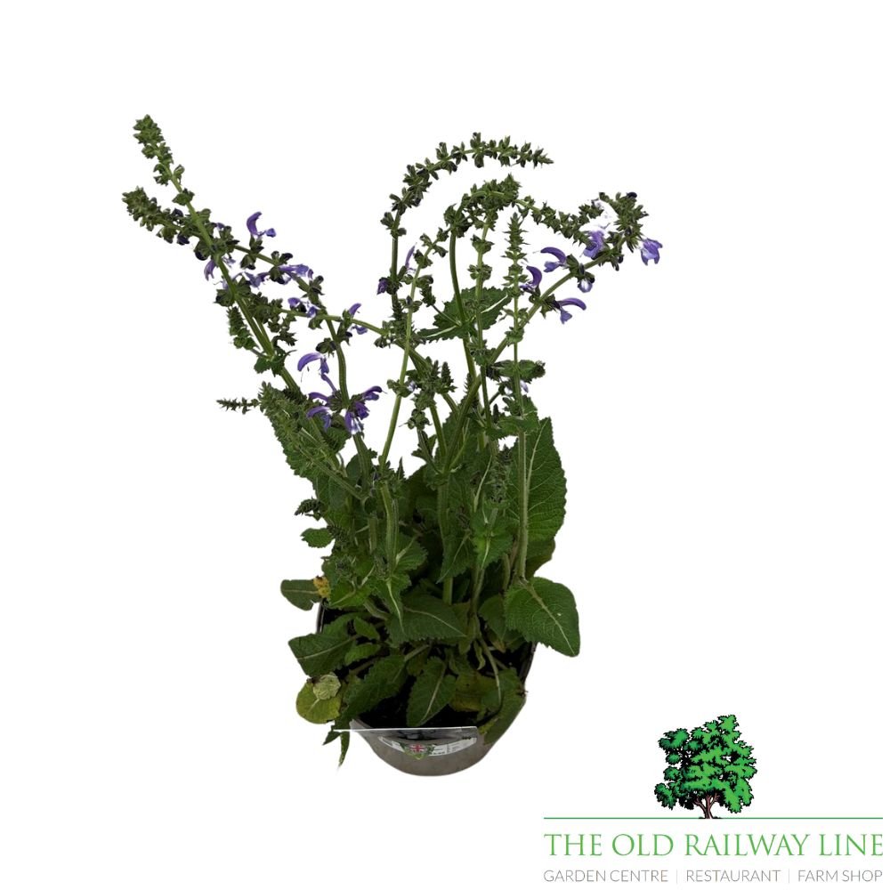 Salvia 'Fashionista 'Evening Attire' Plant - 2Ltr Pot - Old Railway Line Garden Centre