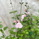 Salvia 'Naomy Tree' Plant - 2Ltr Pot