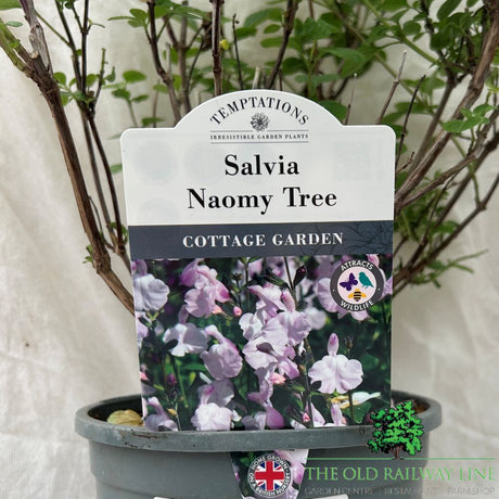 Salvia 'Naomy Tree' Plant - 2Ltr Pot