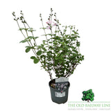Salvia 'Naomy Tree' Plant - 2Ltr Pot