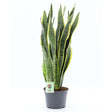 Sansevieria Laurentii 'Snake Plant' - 20cm Pot - Old Railway Line Garden Centre