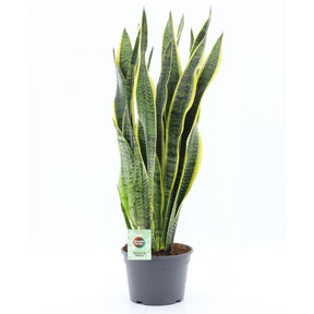Sansevieria Laurentii 'Snake Plant' - 20cm Pot - Old Railway Line Garden Centre
