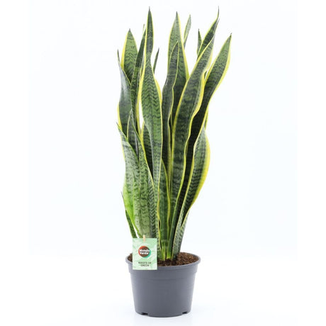 Sansevieria Laurentii 'Snake Plant' - 20cm Pot - Old Railway Line Garden Centre