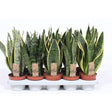 Sansevieria 'Snake Plants' Houseplants - 12cm Pot - Old Railway Line Garden Centre