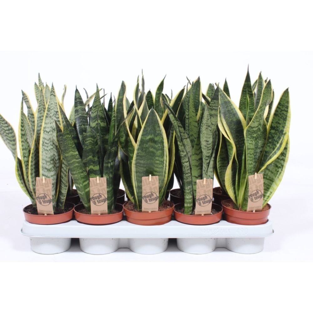 Sansevieria 'Snake Plants' Houseplants - 12cm Pot - Old Railway Line Garden Centre