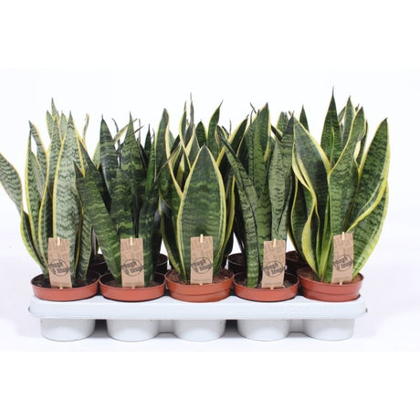 Sansevieria 'Snake Plants' Houseplants - 12cm Pot - Old Railway Line Garden Centre