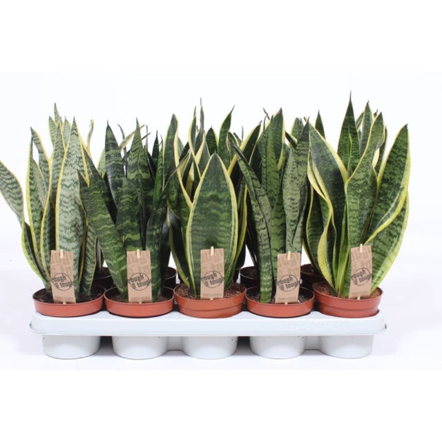 Sansevieria 'Snake Plants' Houseplants - 12cm Pot - Old Railway Line Garden Centre