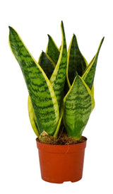 Sansevieria Trifasciata 'Futura Superba' Succulent Houseplant 12cm Pot - Old Railway Line Garden Centre
