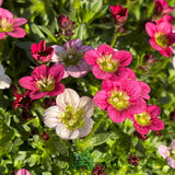 Saxifrage 'Ice Colours' Planted Buzz Pot - Old Railway Line Garden Centre