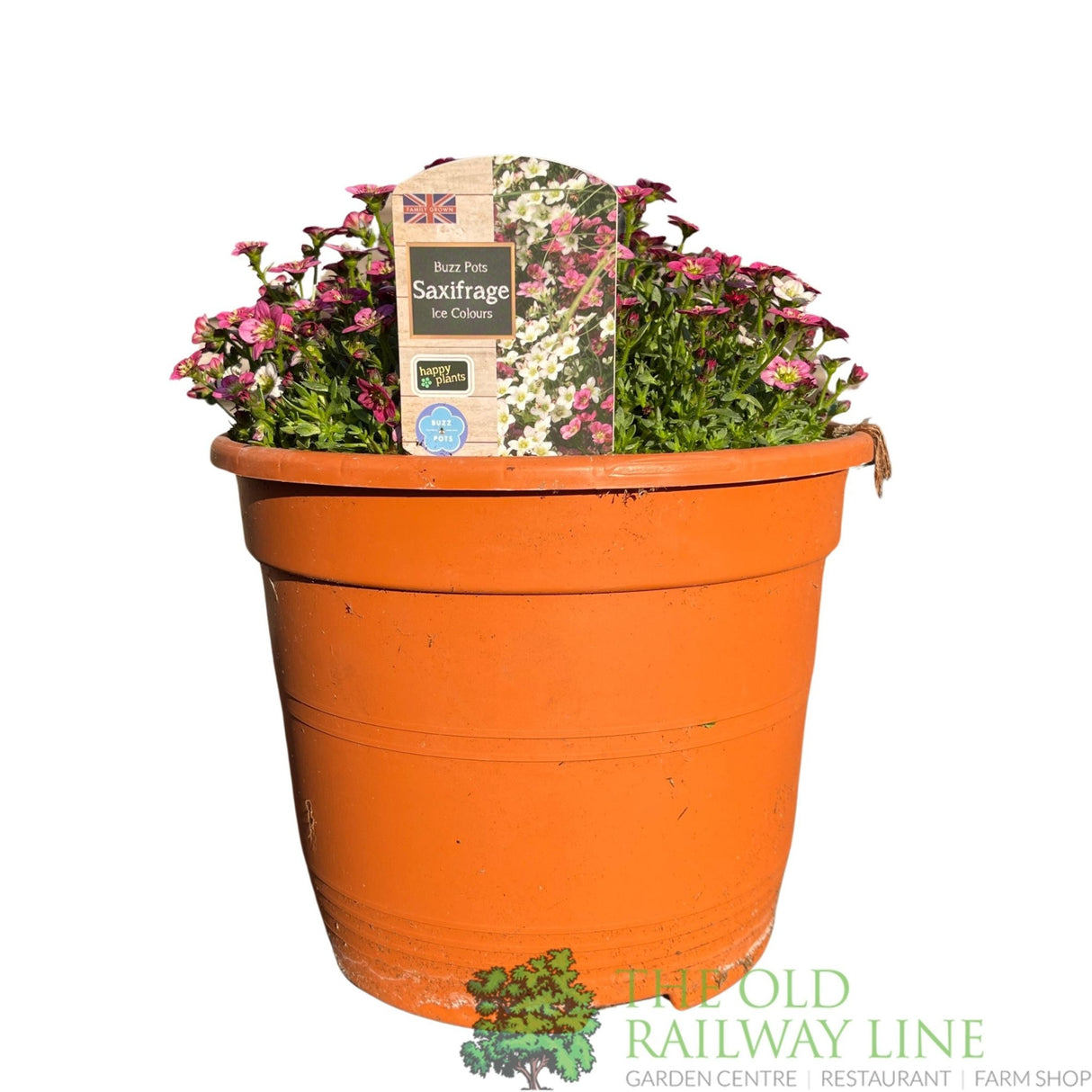 Saxifrage 'Ice Colours' Planted Buzz Pot - Old Railway Line Garden Centre