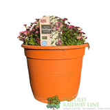 Saxifrage 'Ice Colours' Planted Buzz Pot - Old Railway Line Garden Centre