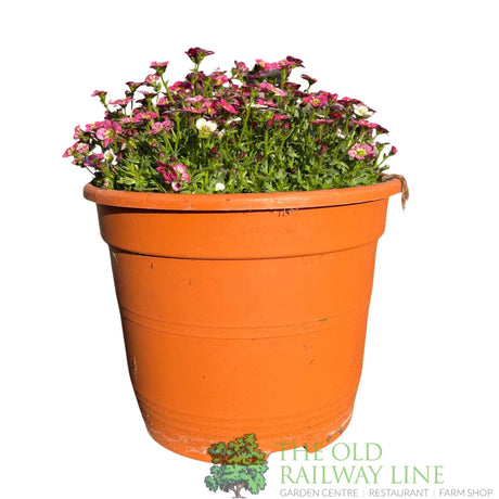 Saxifrage 'Ice Colours' Planted Buzz Pot - Old Railway Line Garden Centre
