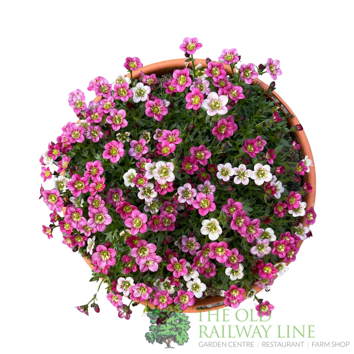 Saxifrage 'Ice Colours' Planted Buzz Pot - Old Railway Line Garden Centre