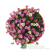 Saxifrage 'Ice Colours' Planted Buzz Pot - Old Railway Line Garden Centre