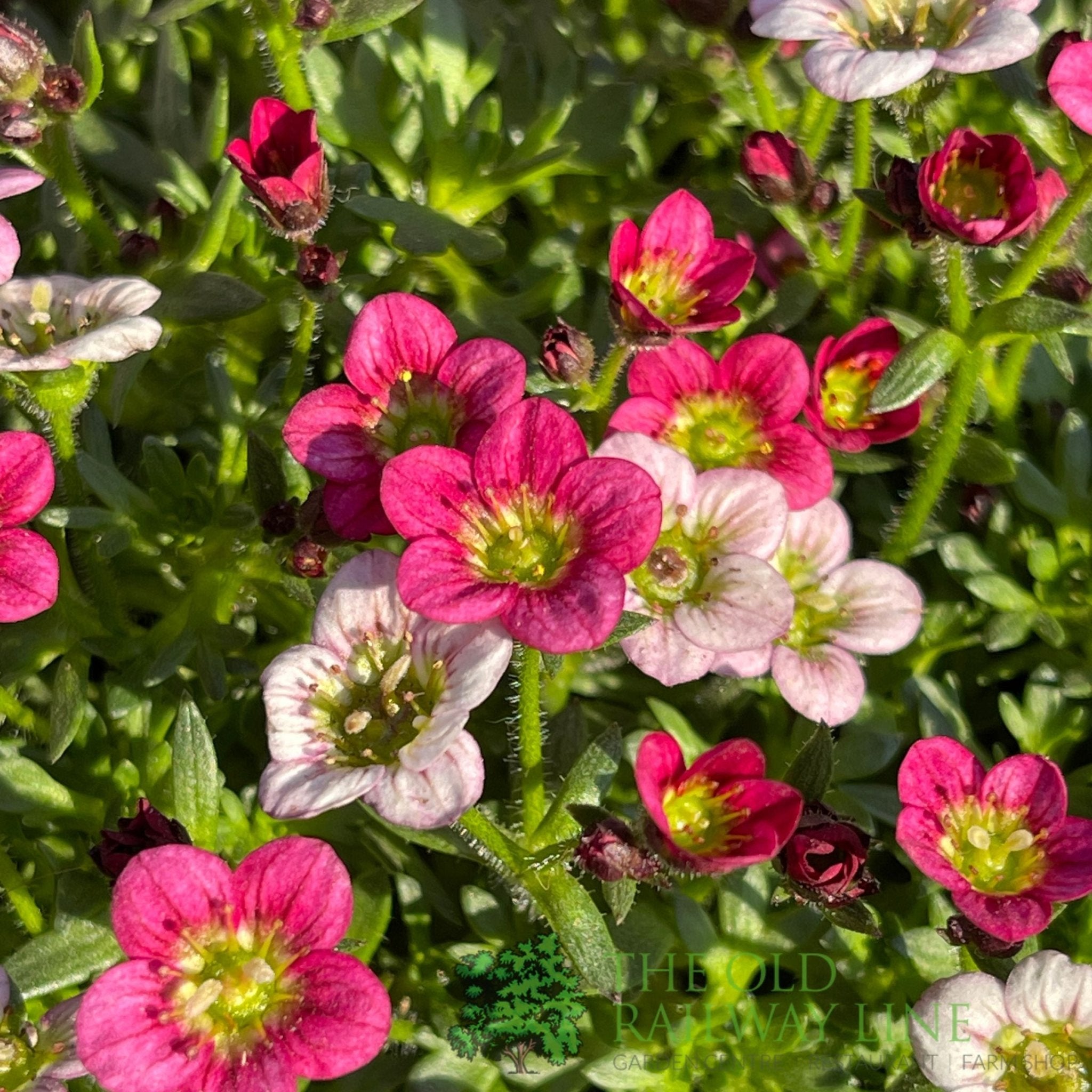 Saxifrage 'Ice Colours' Planted Buzz Pot – Old Railway Line Garden