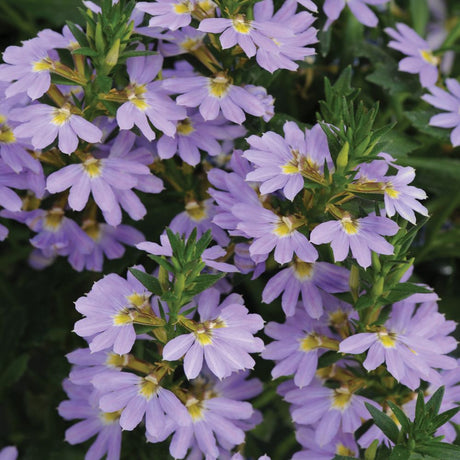 Scaevola Blue Print Bedding Plug Plant - Old Railway Line Garden Centre