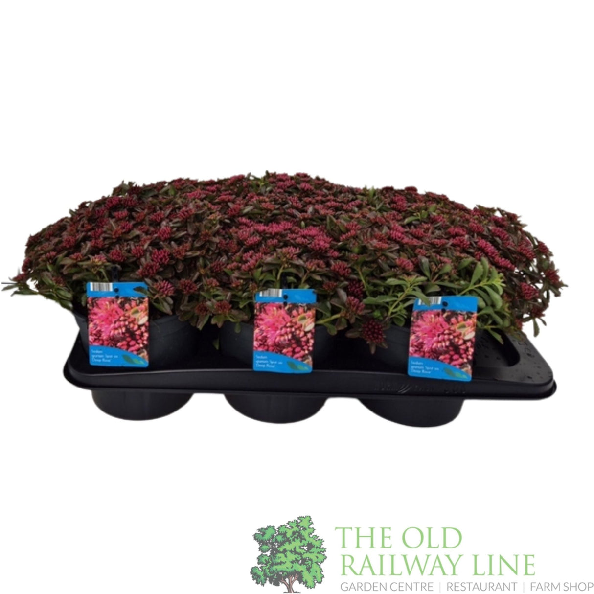 Sedum spurium 'Deep Rose' 2Ltr Pot - Old Railway Line Garden Centre