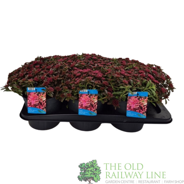 Sedum spurium 'Deep Rose' 2Ltr Pot - Old Railway Line Garden Centre