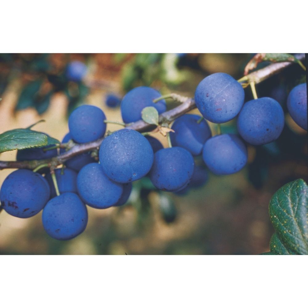 Frank P Matthews 'Shropshire Prune' Damson Fruit Tree - 12Ltr Pot
