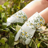 Sicilian Lemon Premium Lightweight Rigger - Medium - Old Railway Line Garden Centre