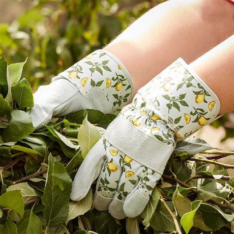 Sicilian Lemon Premium Lightweight Rigger - Medium - Old Railway Line Garden Centre