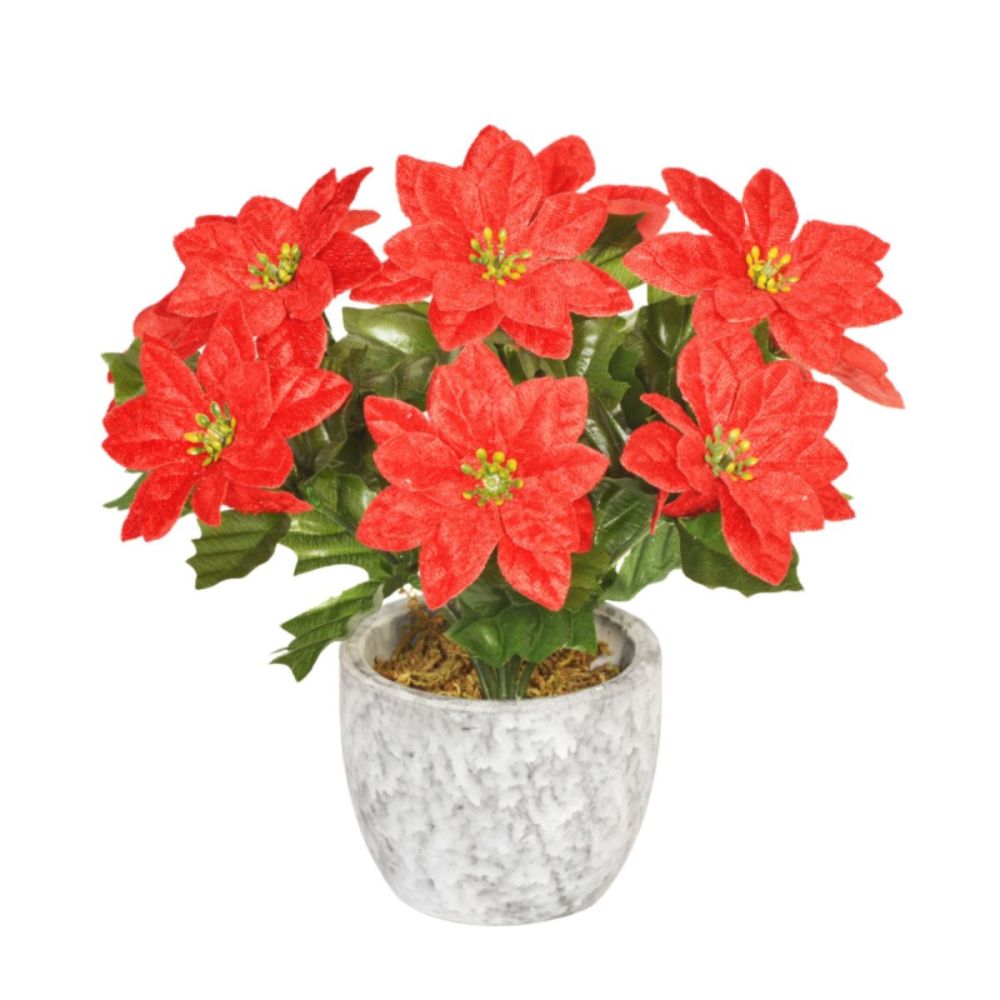 Sincere 20cm Red Poinsettia x9 in Pot