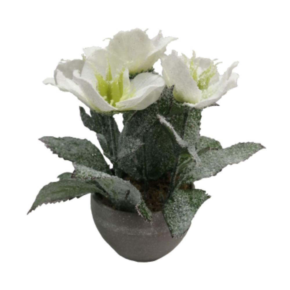 Sincere Floral 19cm Frosted White Helebores in Pot