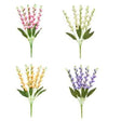Sincere Floral 54cm Gladiolus Bouquet (Choice of 4) - Old Railway Line Garden Centre